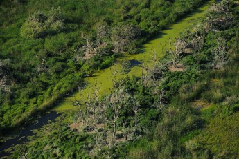 Cormorant colonies (Phalacrocorax carbo)