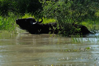 Water buffalo (Bubalus bubalis)
