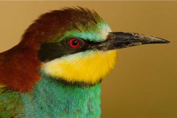 European bee-eater (Merops apiaster)