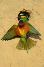 European bee-eater (Merops apiaster) at breeding site