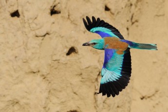 Eurasian roller (Coriacias garrulus) in Danube Delta rewilding area, Romania.