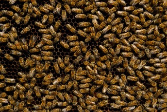 Honey bees (Apis mellifera) in Velebit Nature Park