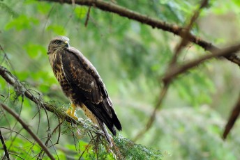 Common buzzard.