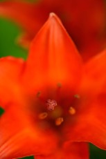 Orange fire lily (Lilium bulbiferum), North Velebit National Park