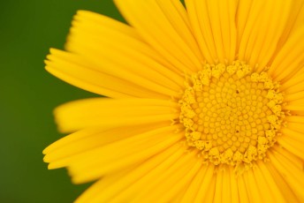 Chrysanthemum sp., North Velebit National Park