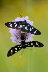 Nine-spotted moth, North Velebit National Park