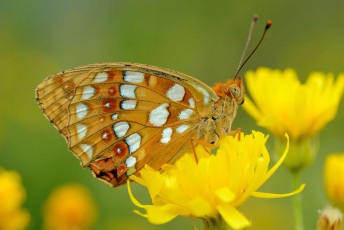 Fritillary butterfly, North Velebit National Park