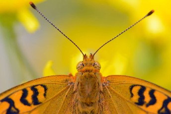 Fritillary butterfly, North Velebit National Park