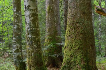 Fir, beech, and spruce in an old-growth virgin forest in Special Forest Reserve, Velebit Nature Park