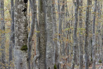 Common hornbeam and beech trees in North Velebit. 