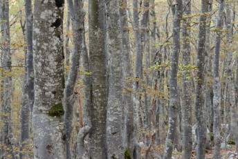 Common hornbeam and beech trees, North Velebit National Park