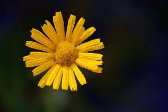 Chrysanthemum, Velebit Nature Park