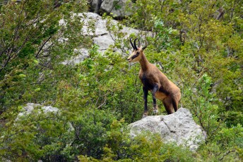 Balkan chamois, Paklenica National Park