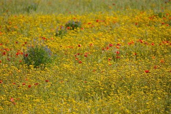 Mediterranean summer bloom in Faia Brava reserve, Portugal