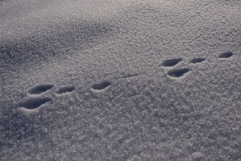 Tracks of European hare