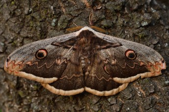 Giant peacock moth, Saturnia pyri, Studen Kladenets reserve, Eastern Rhodope mountains, Bulgaria