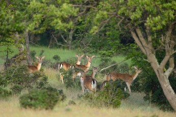 Wild, original Fallow deer, Dama dama, Studen Kladenets reserve, Eastern Rhodope mountains, Bulgaria