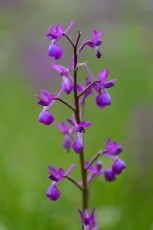 Loose-Flowered Orchid, Green-winged Meadow Orchid, Jersey orchid, Orchis laxiflora, Bela Reka, Eastern Rhodope mountains, Bulgaria