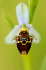 Woodcock orchid, Ophrys cornuta/scolopax, Bela Reka, Eastern Rhodope mountains, Bulgaria