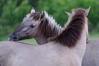 Wild living, reintroduced Konik horses, Sbor abandoned village, Eastern Rhodope mountains, Bulgaria