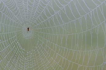 Spider web, Arachnidae sp. Eastern Rhodope mountains, Bulgaria