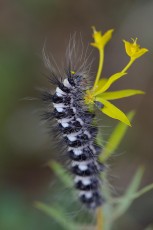 Butterfly caterpillar sp. Eastern Rhodope mountains, Bulgaria