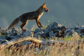 Eurasian red fox, Vulpes vulpes, at vulture feeding site, Madzharovo, Eastern Rhodope mountains, Bulgaria