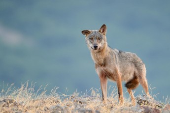 Eurasian grey wolf, Canis lupus, at a vulture watching site in the Madzharovo valley, Eastern Rhodope mountains, Bulgaria