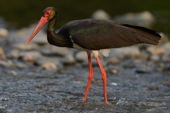 Black stork, Ciconia nigra, Arda river valley, Madzharovo, Eastern Rhodope mountains, Bulgaria