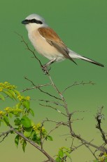 Red-backed shrike, Lanius collurio, Eastern Rhodope mountains, Bulgaria