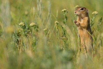 Suslik or European ground Squirrel, spermophilus citellus, Sakar mountains, Eastern Rhodope mountains, Bulgaria