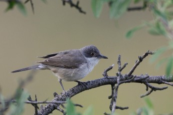 Eastern Orphean warbler, Sylvia crassirostris, Sakar mountains, Eastern Rhodope mountains, Bulgaria