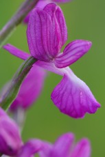 Loose-Flowered Orchid, Green-winged Meadow Orchid, Jersey orchid, Orchis laxiflora, Bela Reka, Eastern Rhodope mountains, Bulgaria