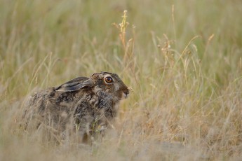 European hare, Lepus europaeus, Eastern Rhodope mountains, Bulgaria