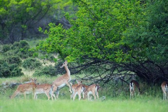 Wild, native original Fallow deer, Dama dama, Studen Kladenets reserve, Eastern Rhodope mountains, Bulgaria