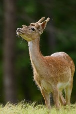 Wild, native original Fallow deer, Dama dama, Studen Kladenets reserve, Eastern Rhodope mountains, Bulgaria