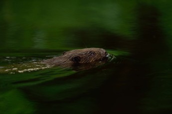 Beaver (Castor fiber) in the Peene valley, Peene river, Anklam, Germany