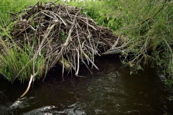 Beaver lodge, Castor fiber, Peene river, Anklam, Germany