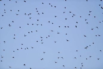 Common starling (Sturnus vulgaris), Peene river, Anklam, Germany
