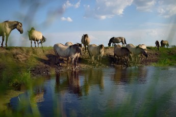 Wild konik horses in Odry delta reserve, Stepnica, Poland