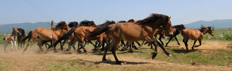 Wild horses roaming in Lika Plains, Croatia. 