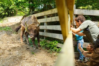 Arrival of new Bison herd to Southern Carpathians rewilding area, Romania