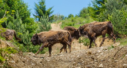 Arrival of new Bison herd to Southern Carpathians rewilding area, Romania