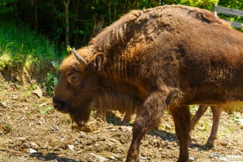 European bison entering acclimatisation zone,  Southern Carpathians rewilding area, Romania