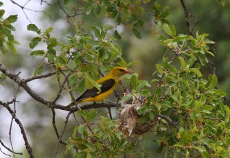 Golden oriole at the nest, Western Iberia, Portugal