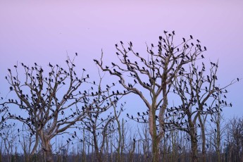 Roosting trees and breeding location for thousands of Great cormorant
