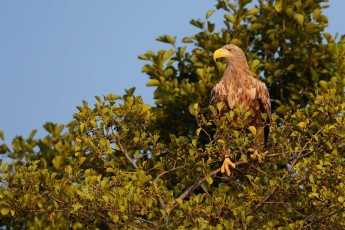 White-tailed eagle seen on safari tour