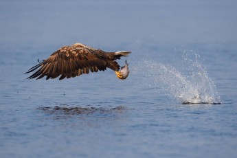 White tailed sea eagle, Haliaeetus albicilla, from fishing boat, on sea eagle safari tours in the Stettin lagoon, Poland, Oder river delta/Odra river rewilding area, Stettiner Haff, on the border between Germany and Poland
