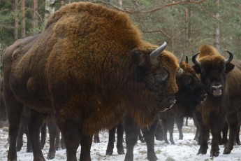 Having been reintroduced in 1980, around 200 bison now populate the province of Western Pomerania in northwest Poland, on the border with Germany. 
