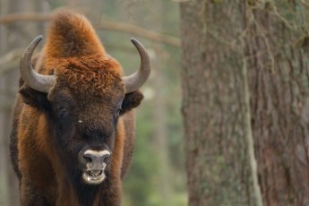 European bison in Drawsko Military area, Western Pomerania, Poland
